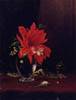 Red Flower in a Vase